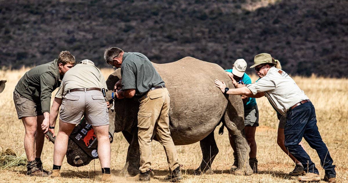 Radioactive Rhino Horns: Innovative Strategy To Deter Poaching In South ...